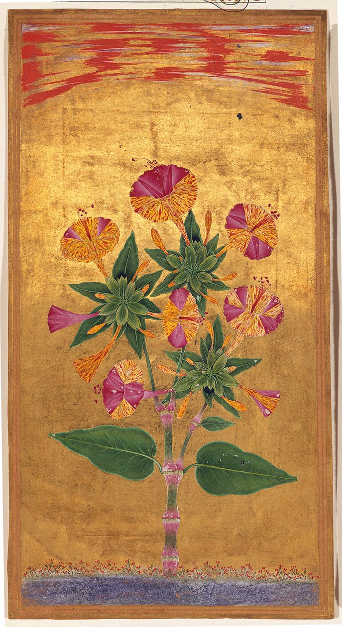 Four OClock eller The Marvel of Peru (Mirabilis Jalapa), Mughal-periode, ca. 1640 (ugjennomsiktig akvarell og gull på papir) av Indian School