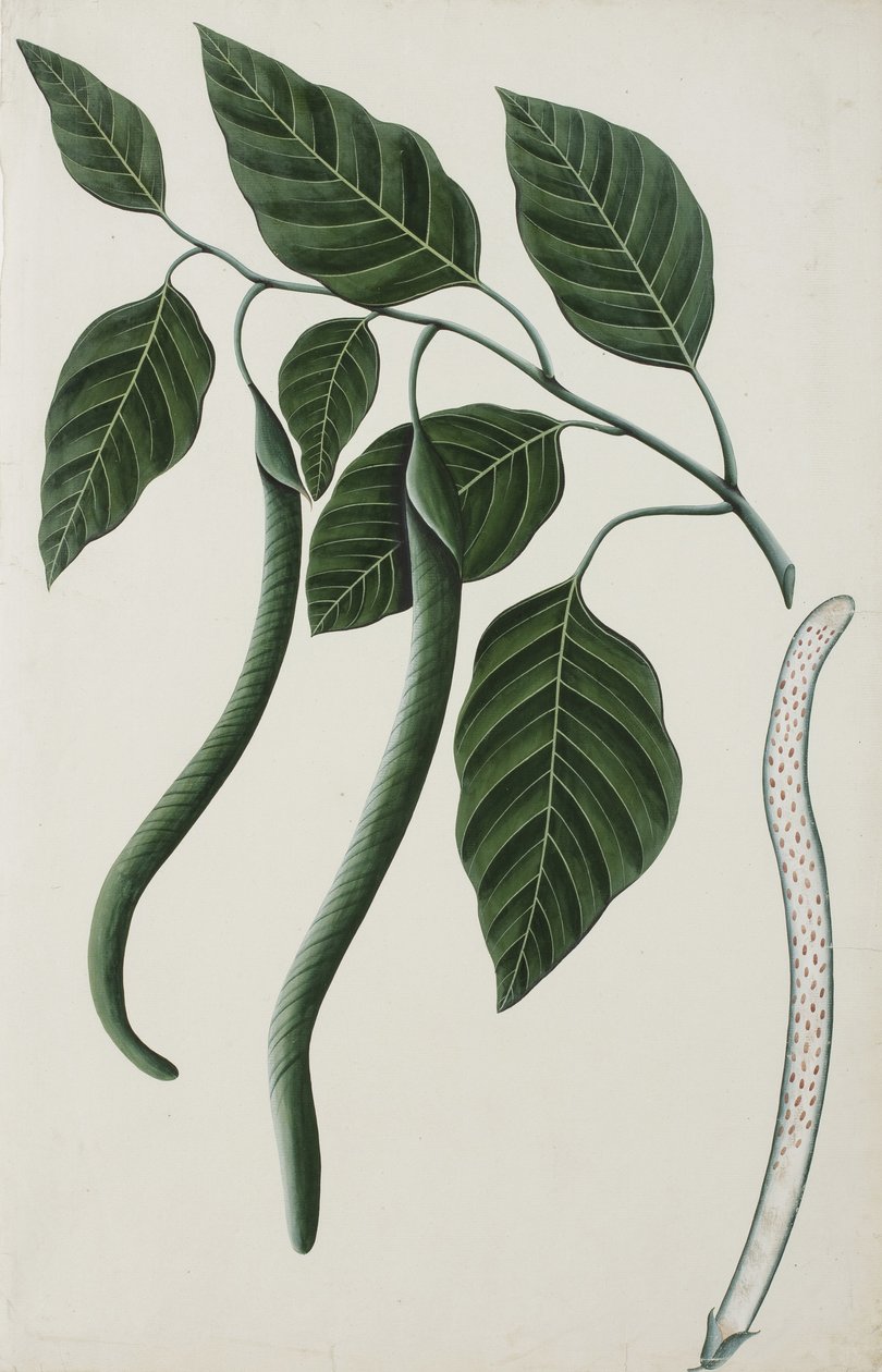 Frukt og blader av en av Bignoniaceae, 1785-89 (ugjennomsiktig wc på papir) av Indian School