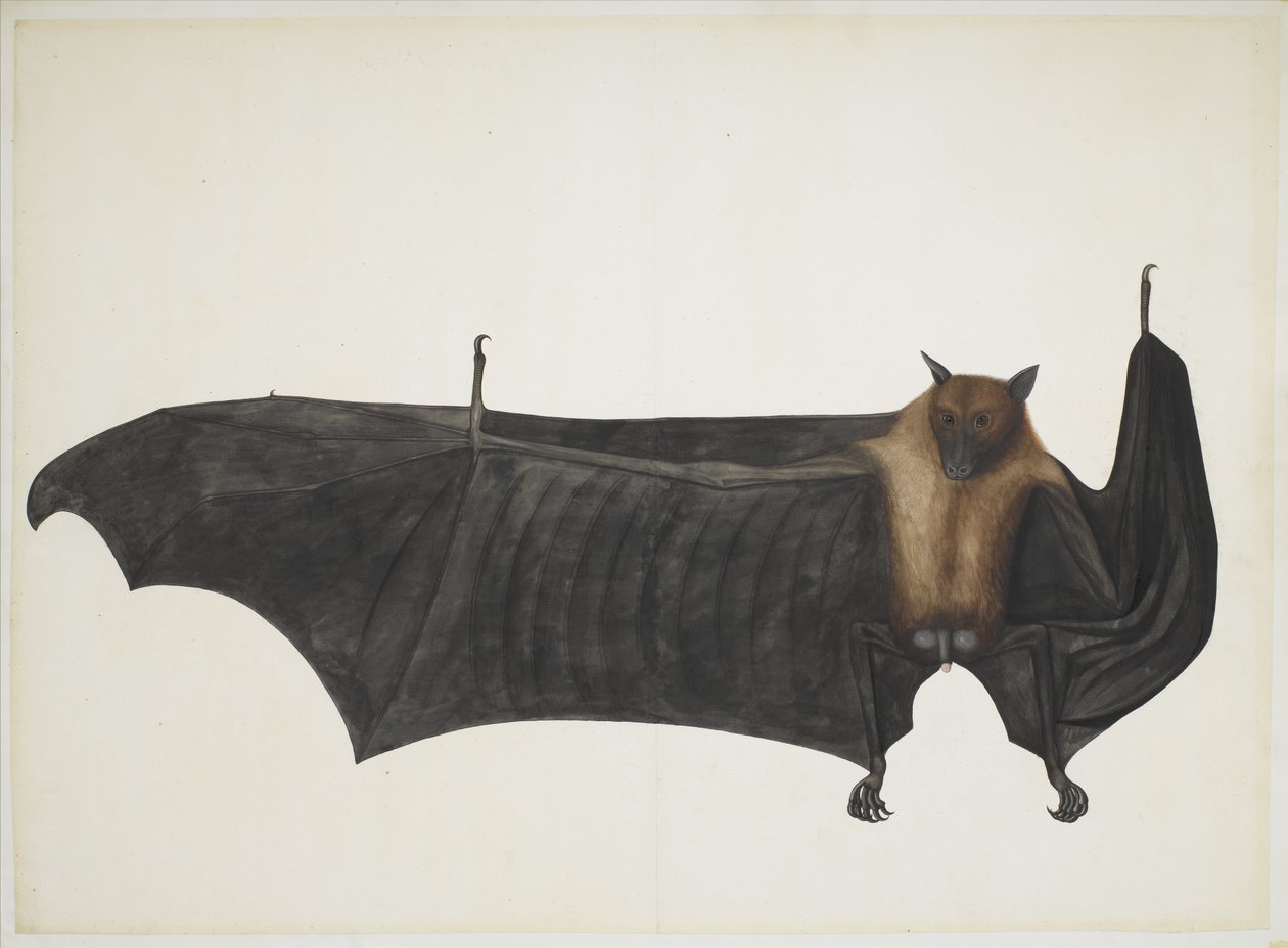Great Indian Fruit Bat, ca. 1777-82 (blyant, blekk og akvarell på papir) av Indian School