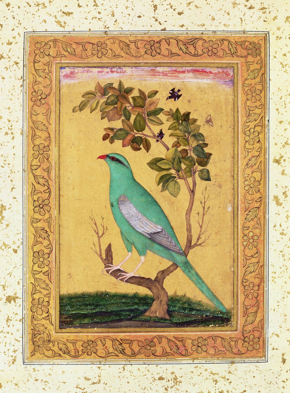 Grønn fugl, Mughal av Indian School