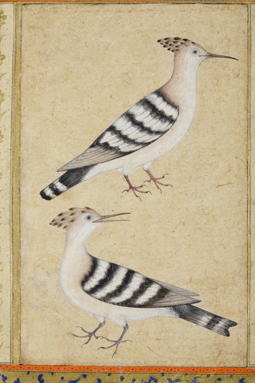 Hoopoes, ca. 1590 (ugjennomsiktig wc og gull på papir) av Indian School