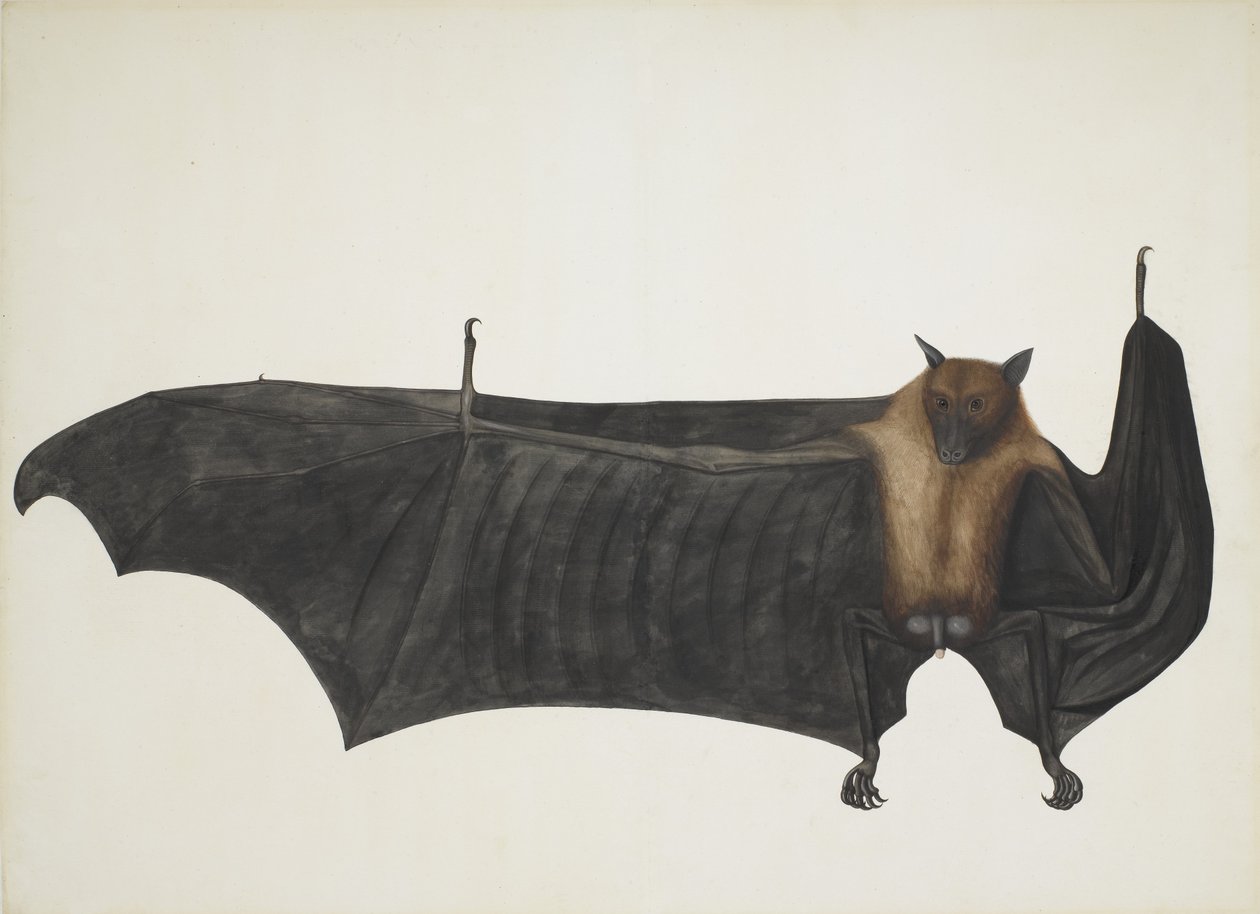 Indian Flying Fox også kjent som Great Indian Fruit Bat, Pteropus Giganteus, c1800. av Indian School