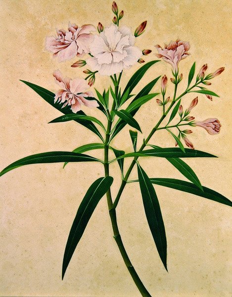 Oleander, ca. 1840 (gouache) av Indian School