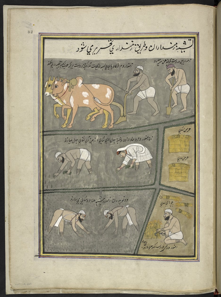 Pløying; graving; transplantere paddy; høsting,  86 tegninger bundet inn i et bind som viser handel og yrker i Kashmir, håndverkere vises i arbeid med redskaper og utstyr,  Av en Kashmir-kunstner, sannsynligvis i Srinagar, ca. 1850-60 (gou av Indian School