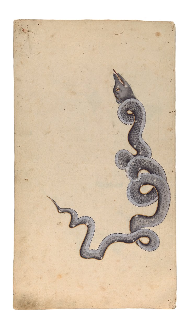 The Constellation of the Dragon: al-Tinnin, 1740 (ugjennomsiktig wc, blekk og gull på papir) av Indian School