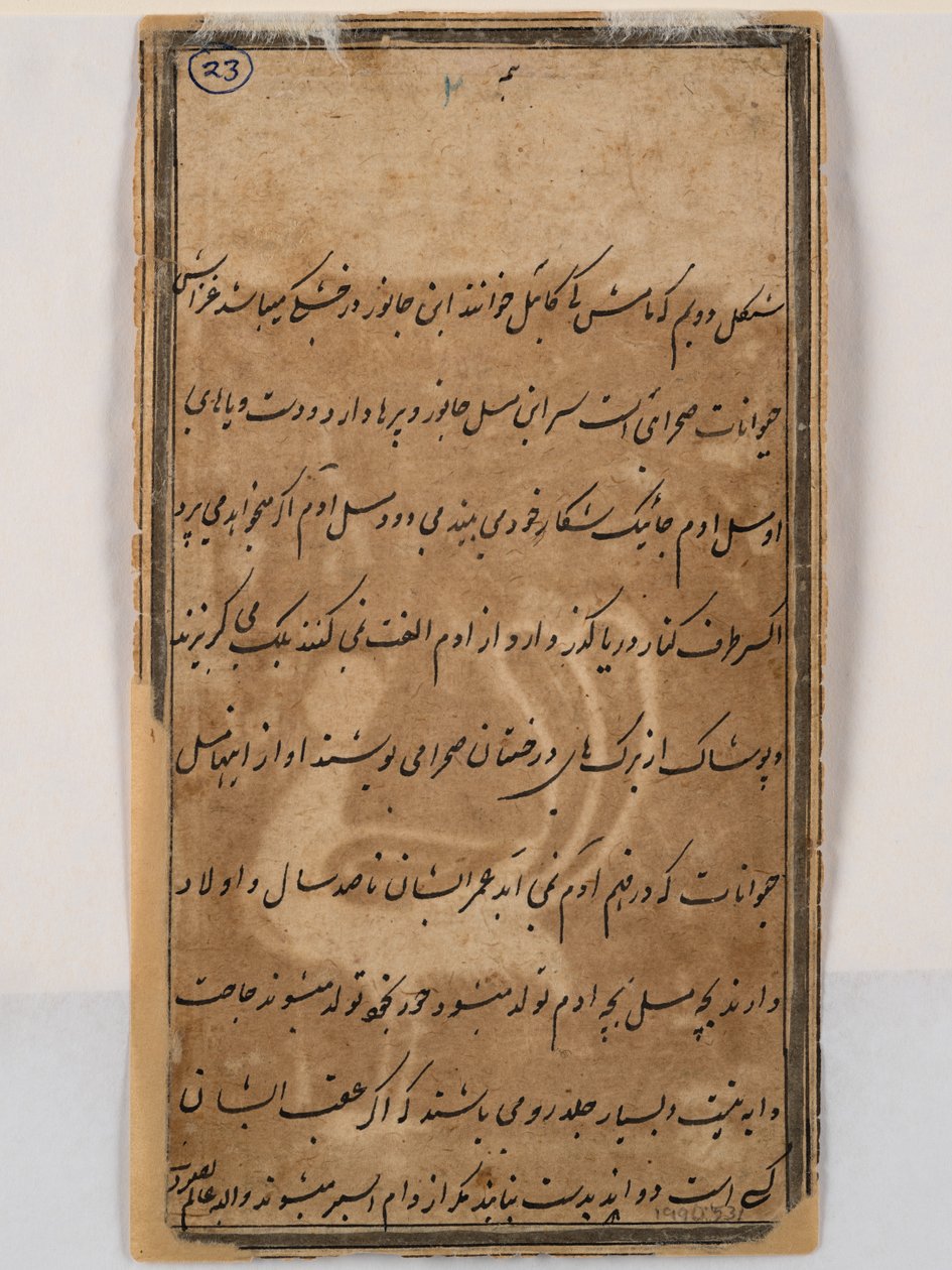 Baksiden av mytisk påfugl med kvinnehode, ca. 1750 (penn og blekk på papir) av Indian School