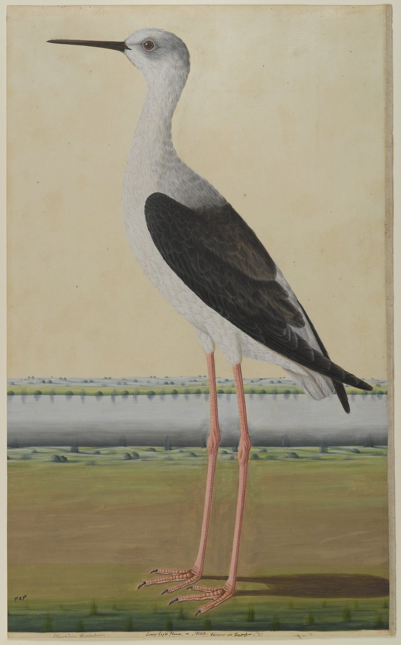 Vannfugl i et landskap, ca. 1780 (ugjennomsiktig akvarell på papir) av Indian School
