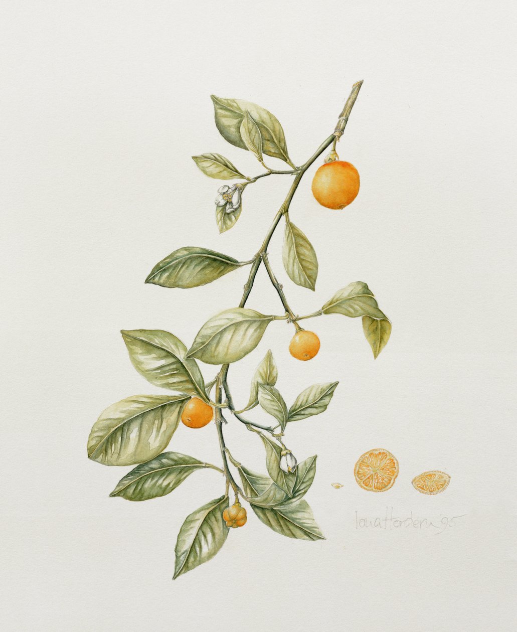 Ornamental Orange, 1995 (wc) av Iona Hordern