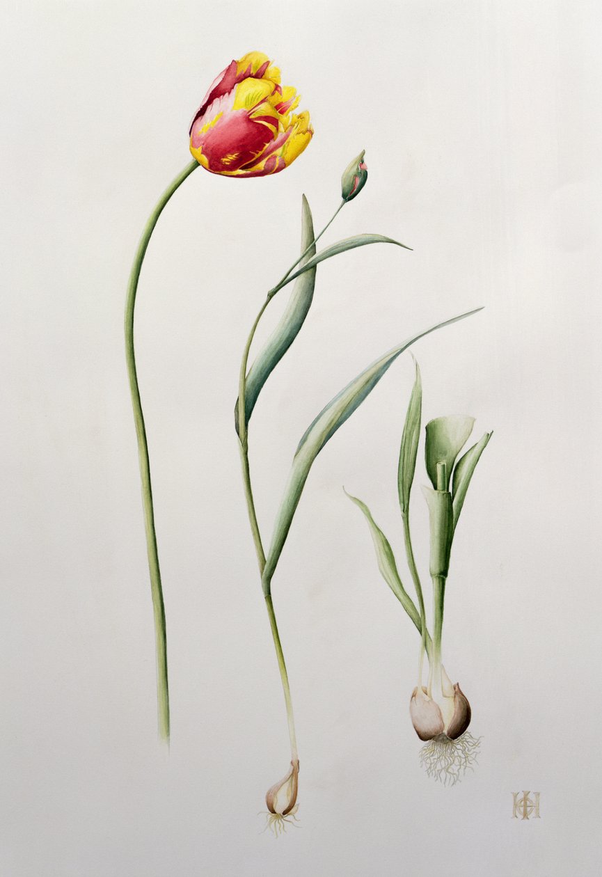 Parrot Tulip, 1995 (wc) av Iona Hordern
