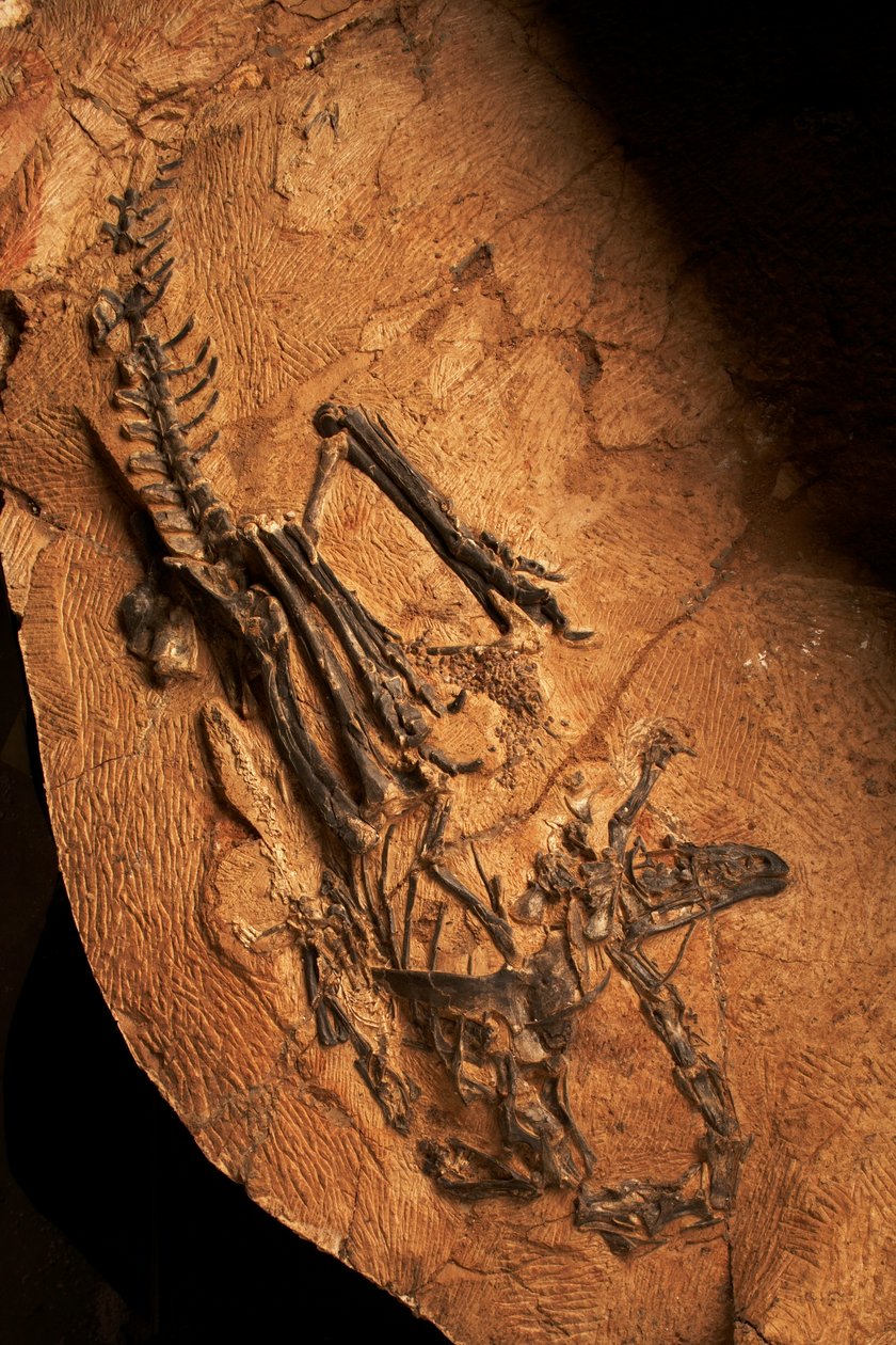 En tannløs ceratosaur ved Instituttet for virveldyrpaleontologi og paleoantropologi i Xiaotangshan, Nord-Beijing, Kina. av Ira Block