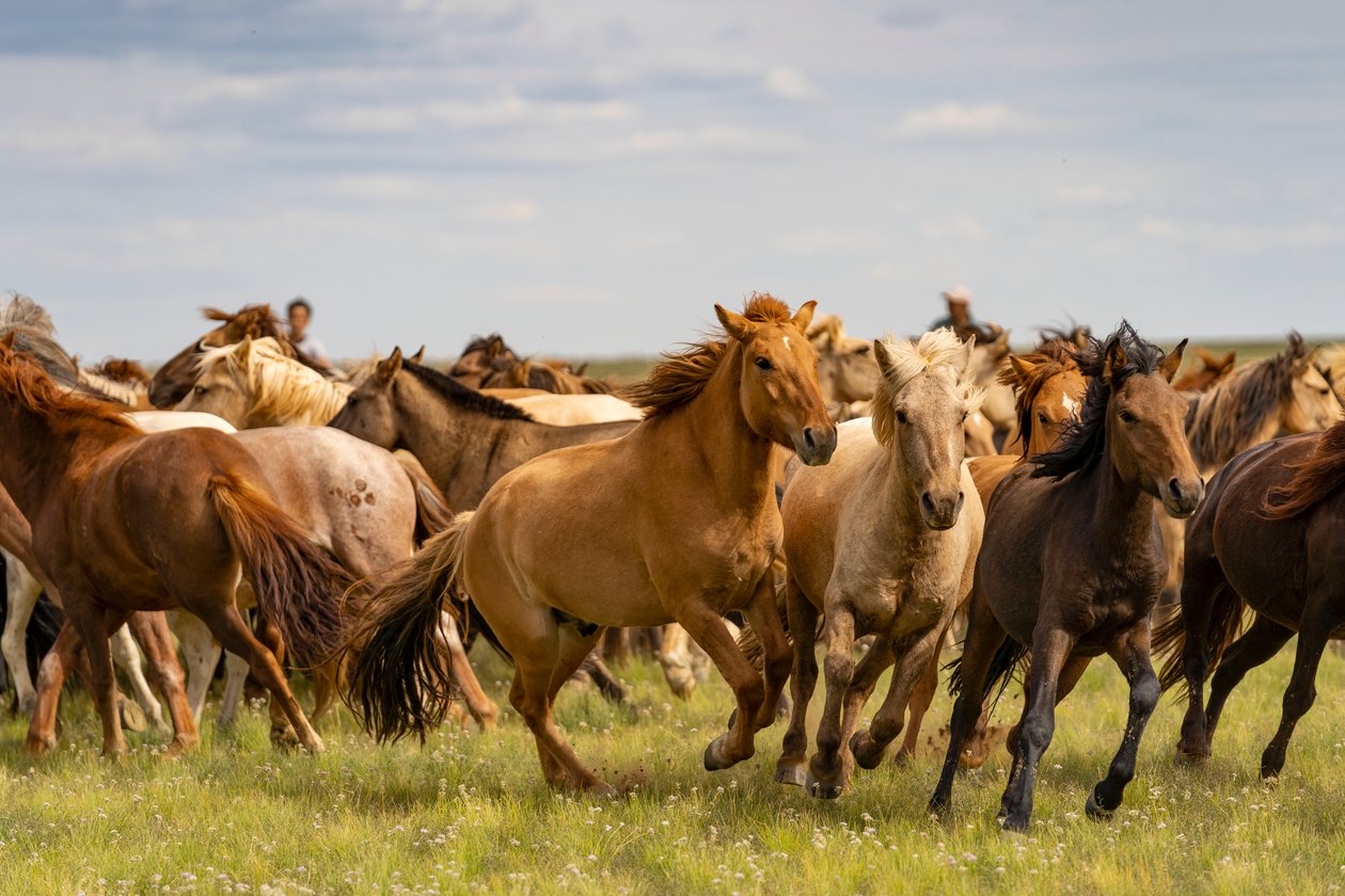 En flokk med hester i Sør-Gobiørkenen, Mongolia, 2018 (bilde) av Ira Block