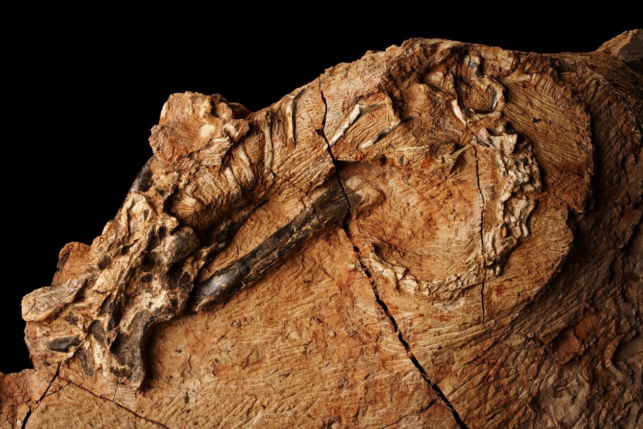 En ukjent dinosaur ved Institute of Vertebrate Paleontology and Paleoanthropology i Xiaotangshan, Nord-Beijing, Kina. av Ira Block