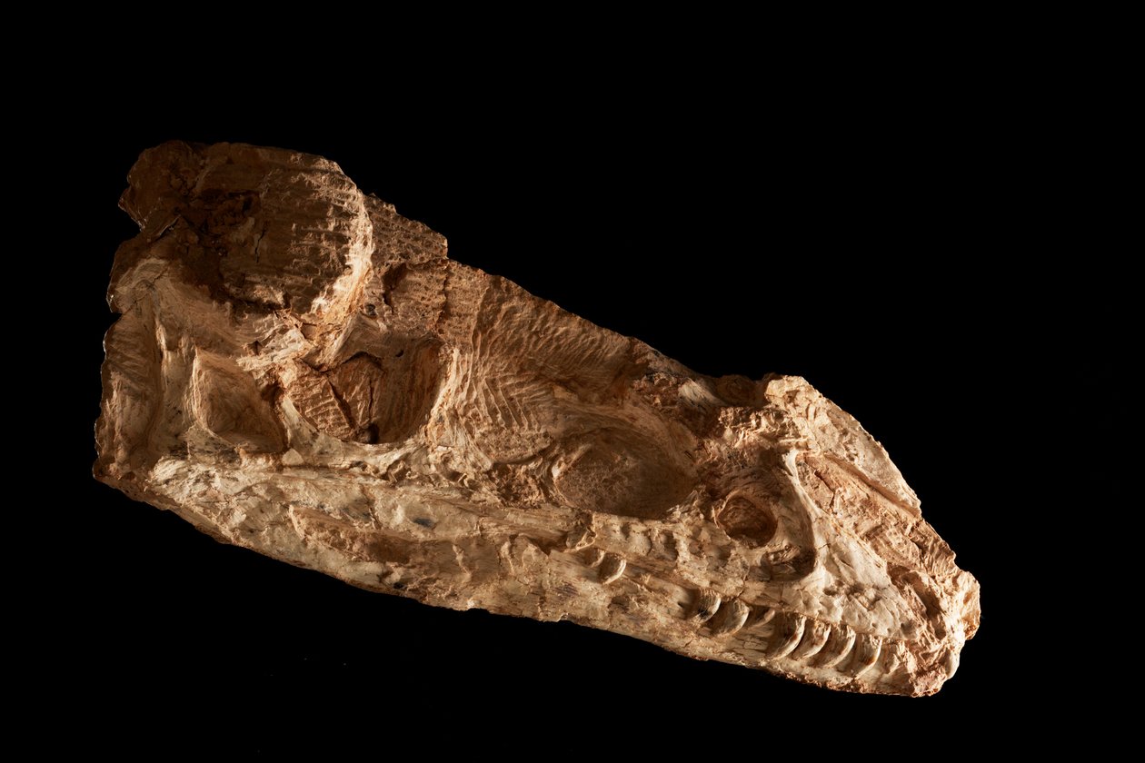 Sub-adult Guanlong Wacali-hodeskalle ved IVPP i Beijing, Kina. av Ira Block