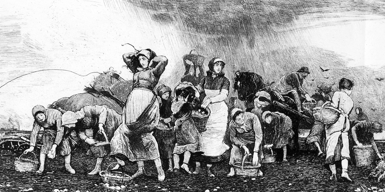 Potethøsting, ca. 1870-tallet av Irish School