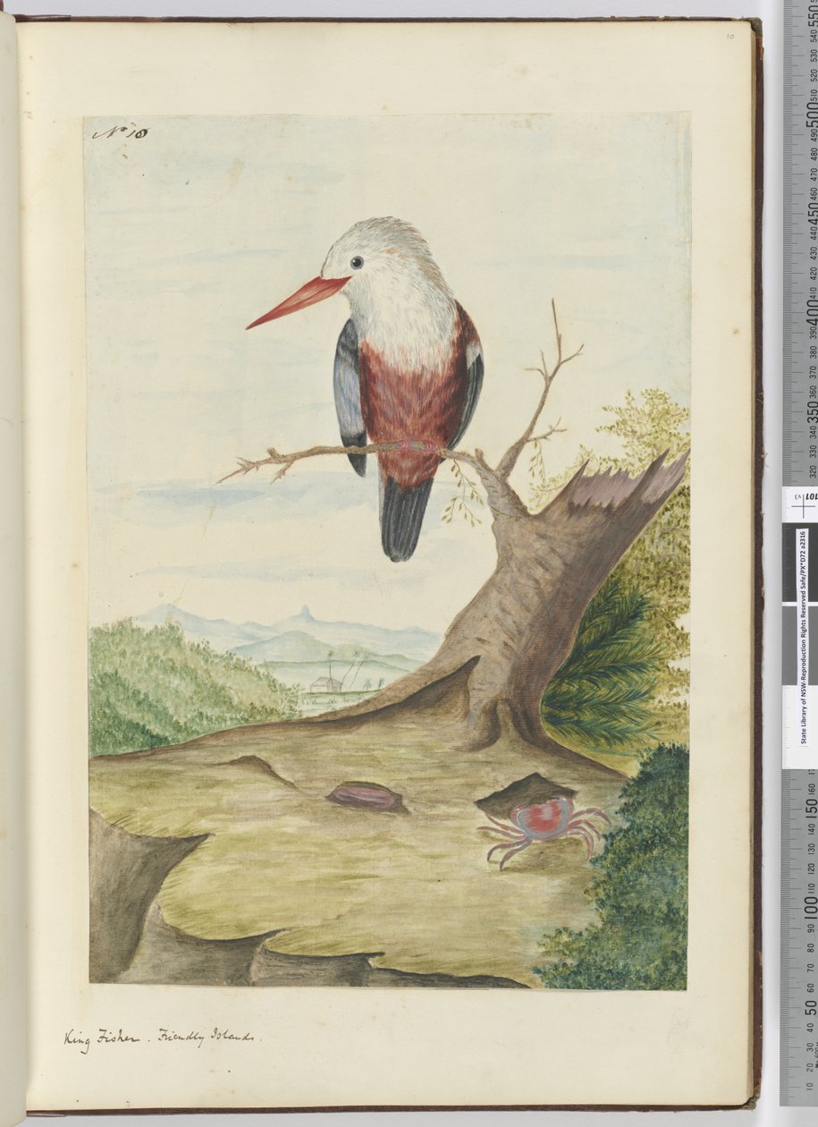 F.10 Kongefisker. Friendly Islands, 1772–75 (wc) av Isaac Smith