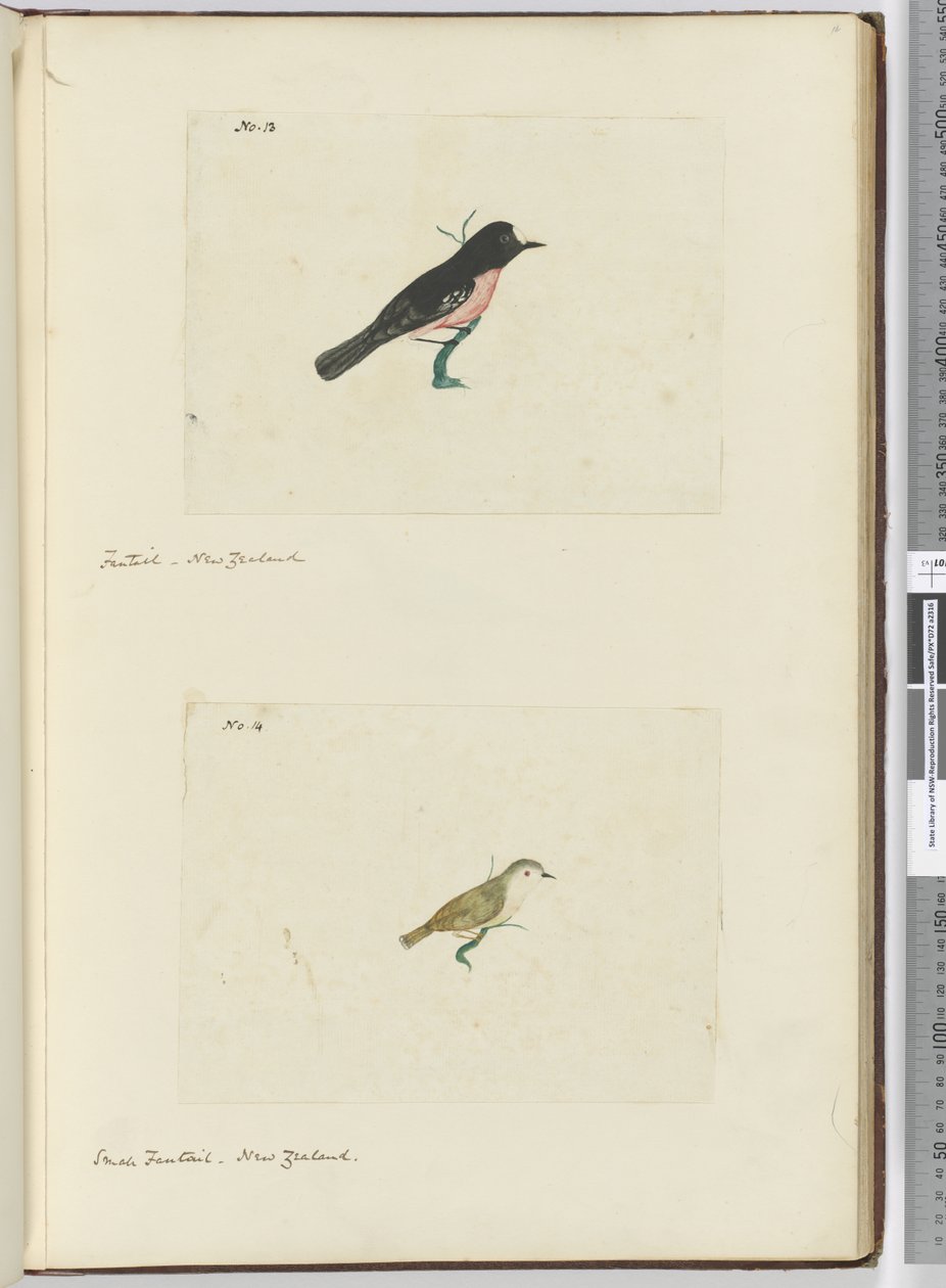 F.13 Fantail. New Zealand F.14 Liten viftehale. New Zealand, 1772–75 (wc) av Isaac Smith