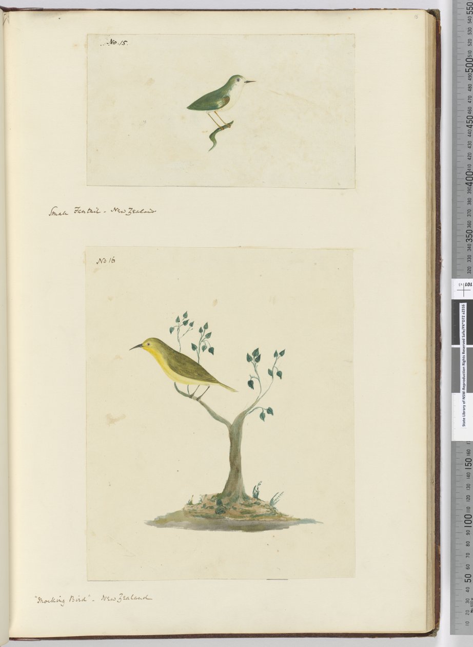 F.15 Liten viftehale. New Zealand F.16 Spotfugl. New Zealand, 1772–75 (wc) av Isaac Smith
