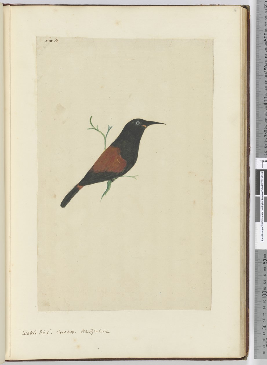 F.18 Wattle fugl. Gjøk. New Zealand, 1772–75 (wc) av Isaac Smith