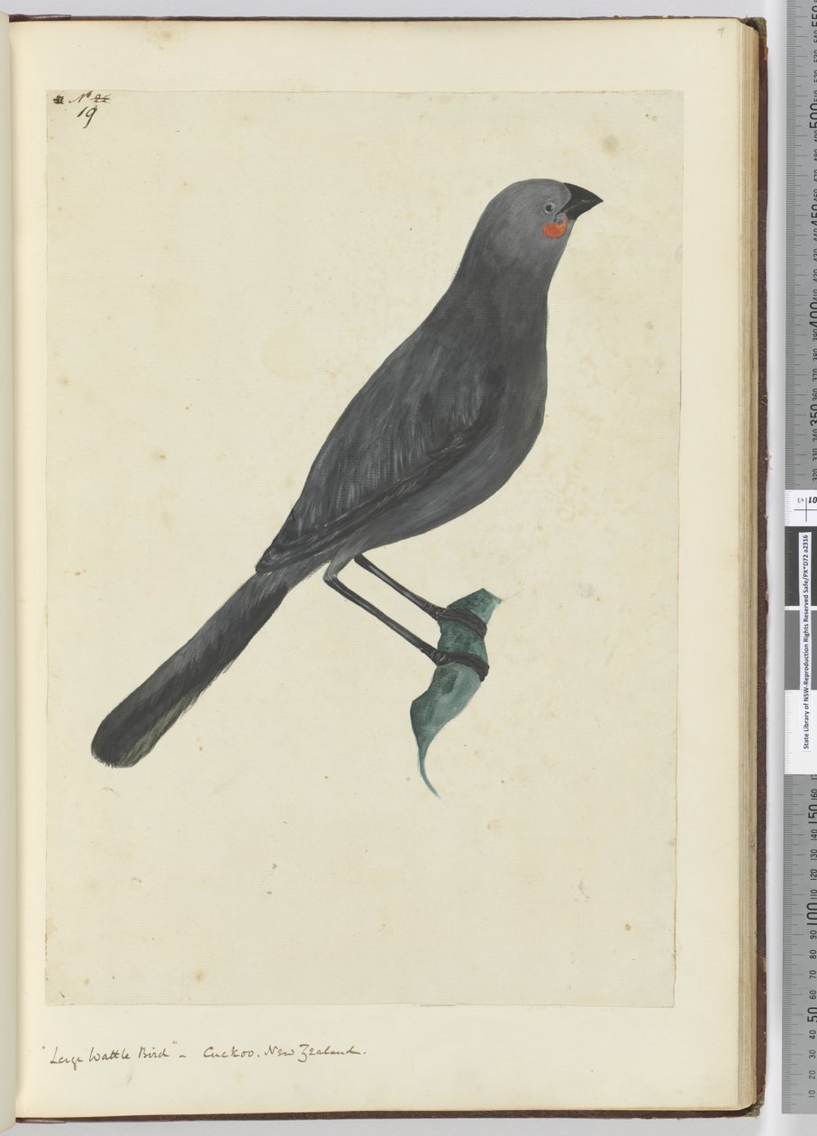 F.19 Stor hvatelfugl, gjøk. New Zealand, 1772–75 (wc) av Isaac Smith