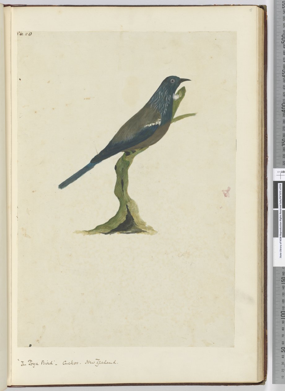 F.20 Poyafuglen, gjøk. New Zealand, 1772–75 (wc) av Isaac Smith