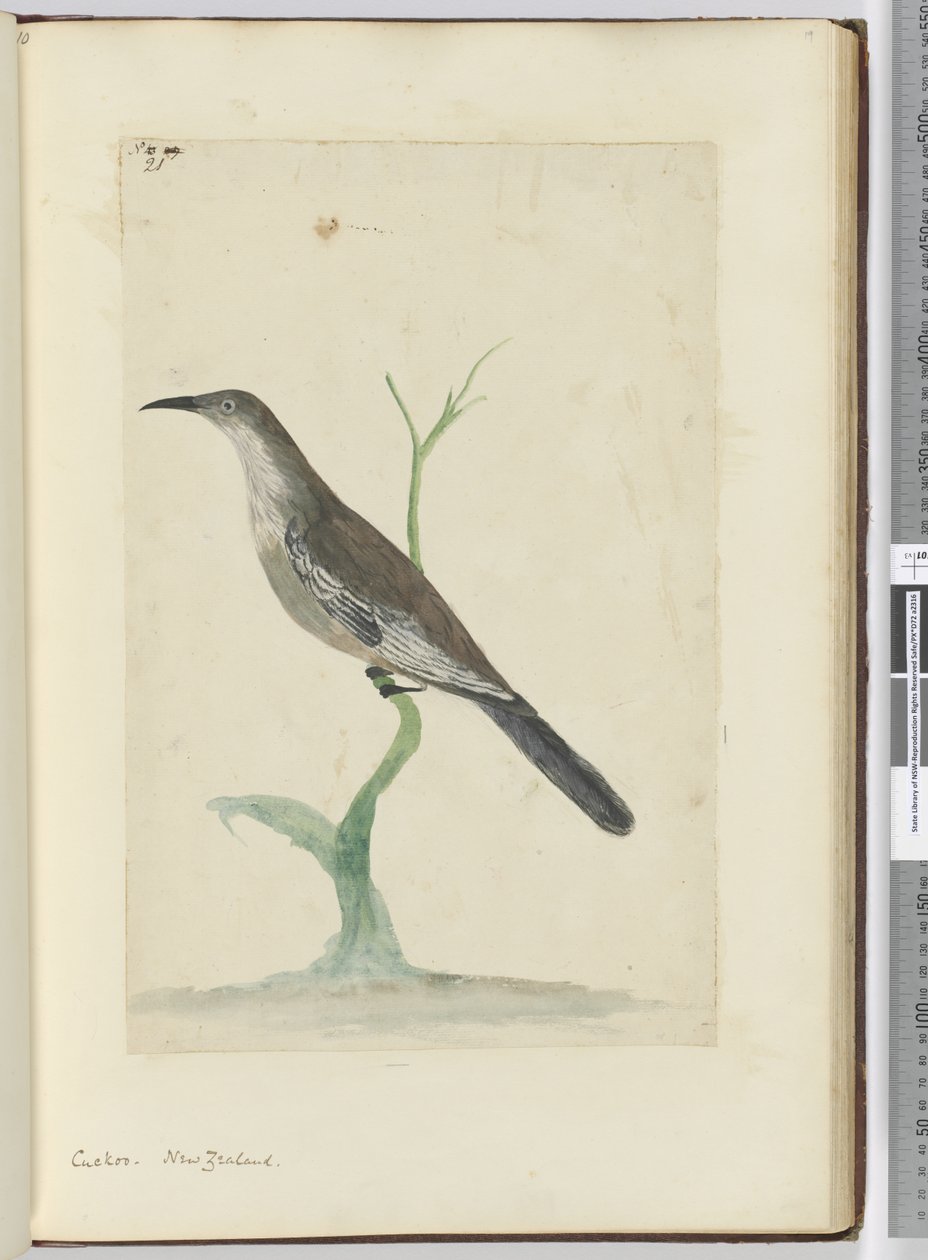 F.21 Gjøk. New Zealand, 1772–75 (wc) av Isaac Smith