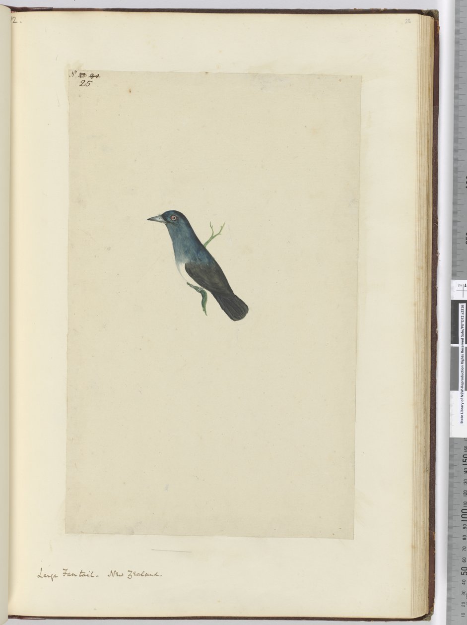F.25 Stor viftehale. New Zealand, 1772–75 (wc) av Isaac Smith