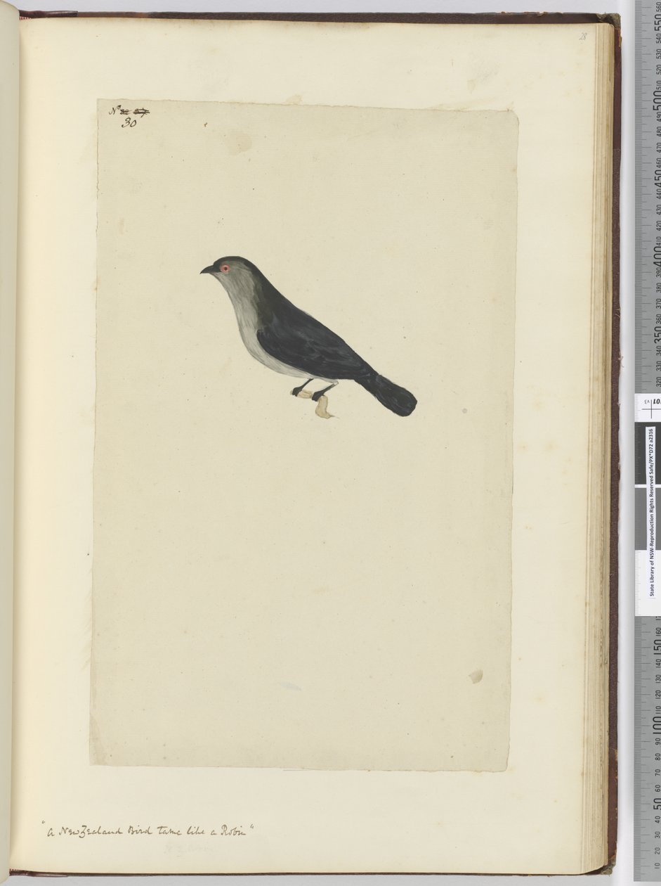 F.30 En New Zealand fugl tam som en rødstrupe, 1772-75 (wc) av Isaac Smith