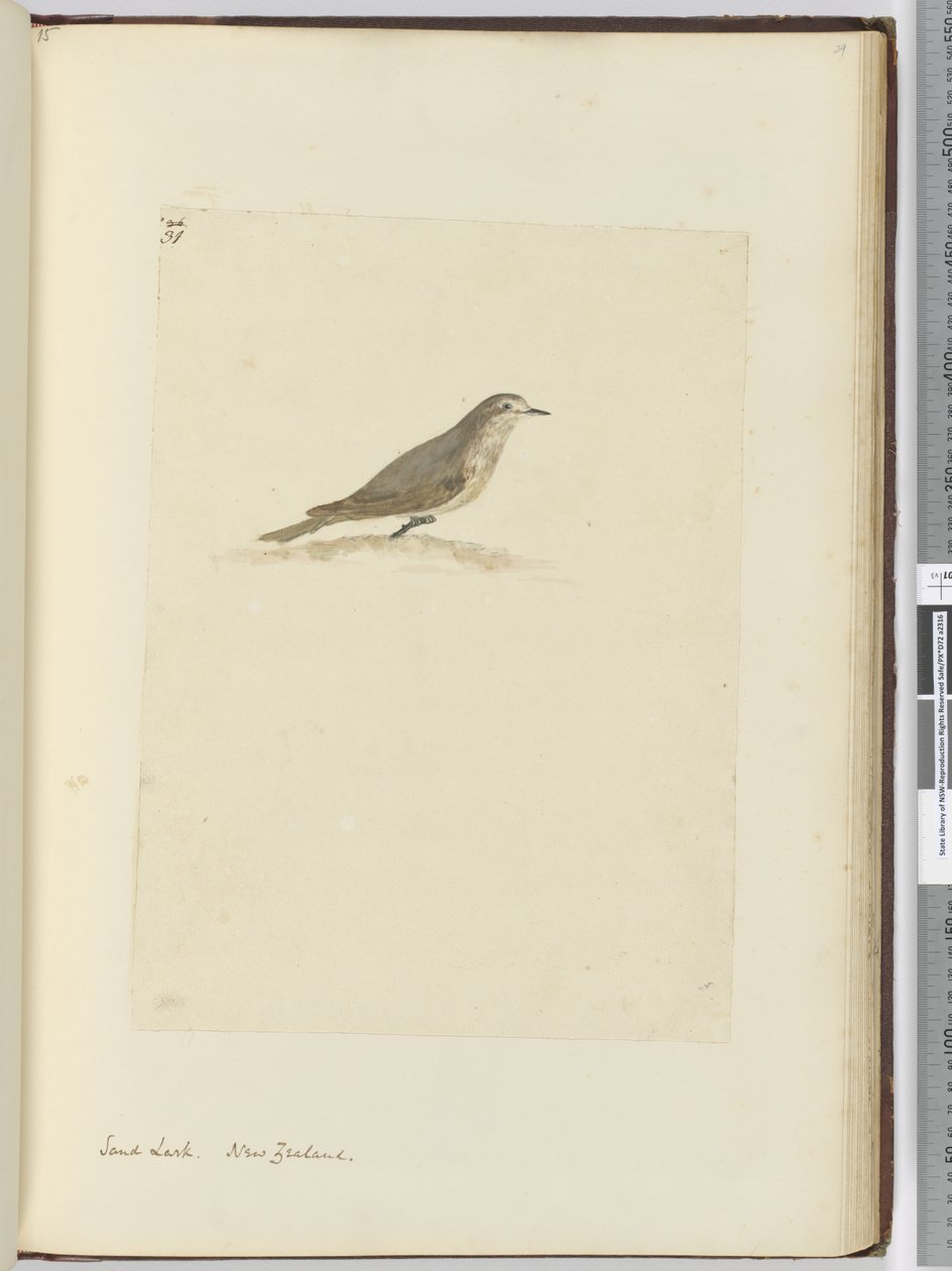 F.31 Sandlerke. New Zealand, 1772–75 (wc) av Isaac Smith