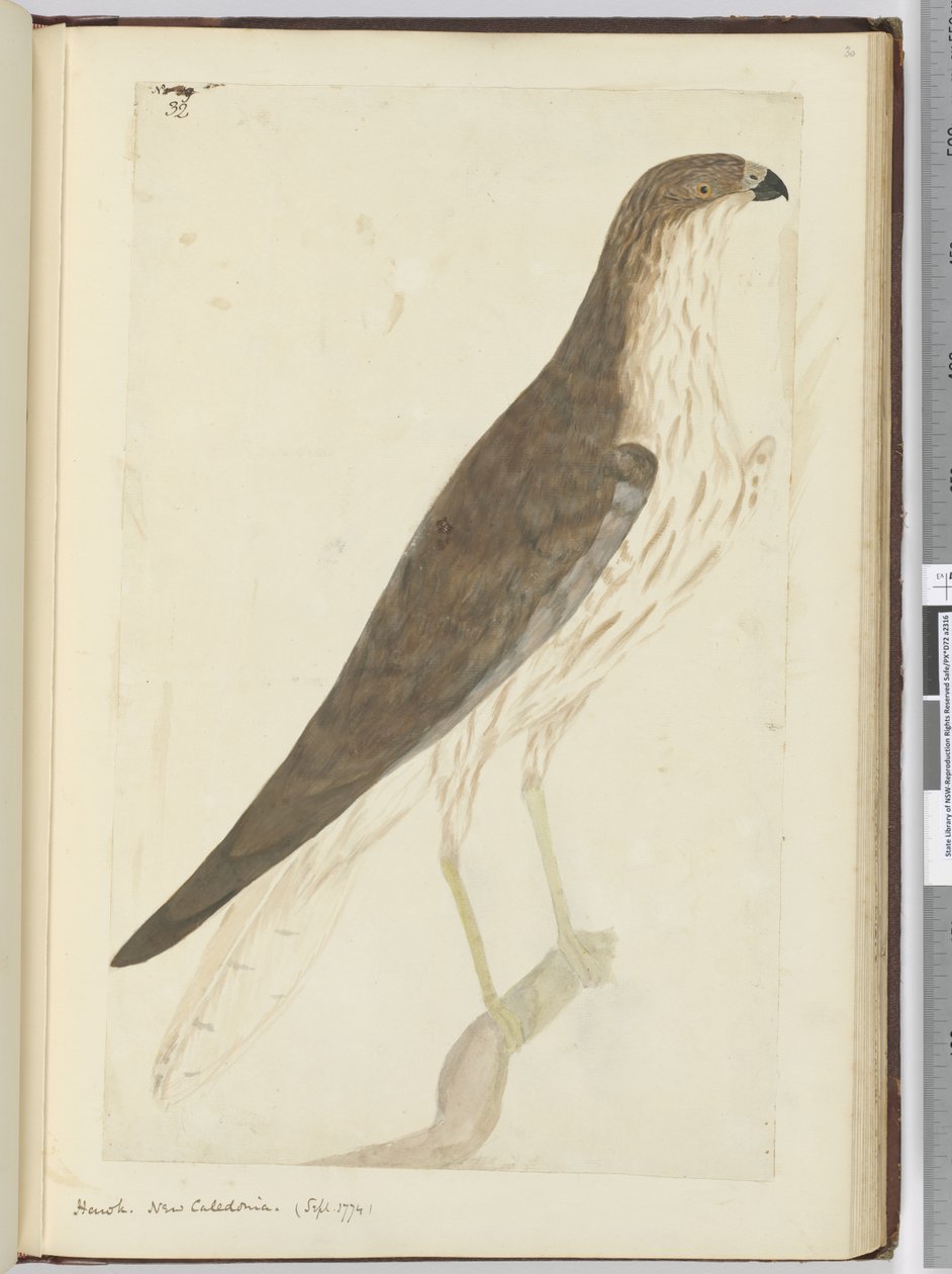 F.32 Hawk. Ny Caledonia. (sept. 1774), 1772–75 (wc) av Isaac Smith