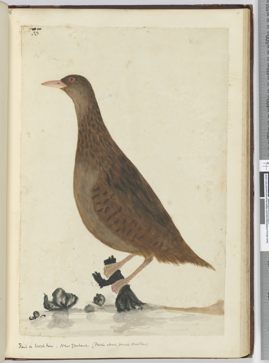 F.33 Skinne eller vedhøne. New Zealand. (Fôrer om små bekker), 1772-75 (wc) av Isaac Smith