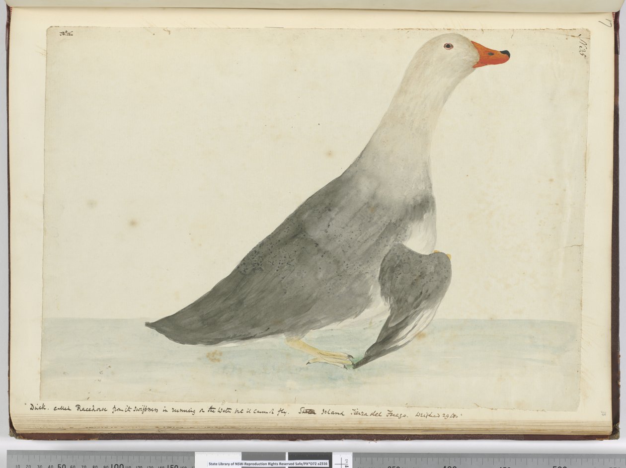 F.35 Duck kalt Racehorse fra sin hurtighet i å løpe på vannet, men den kan ikke fly. Staten Island Tierra del Fuego. Veide 29 lbs, 1772-75 (wc) av Isaac Smith