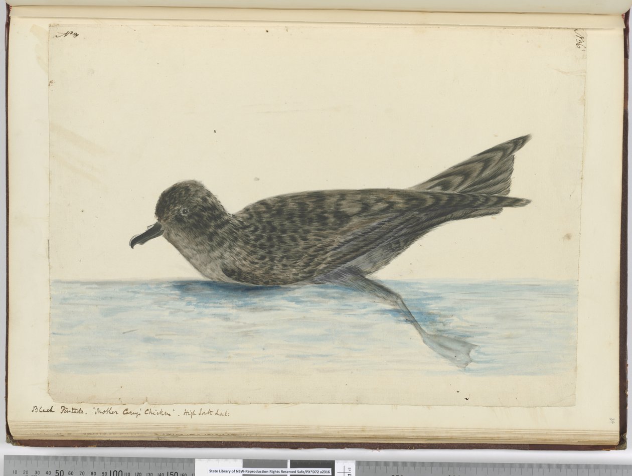 F.36 Svart pintado. Mor Careys kylling. Høy sør lat., 1772-75 (wc) av Isaac Smith