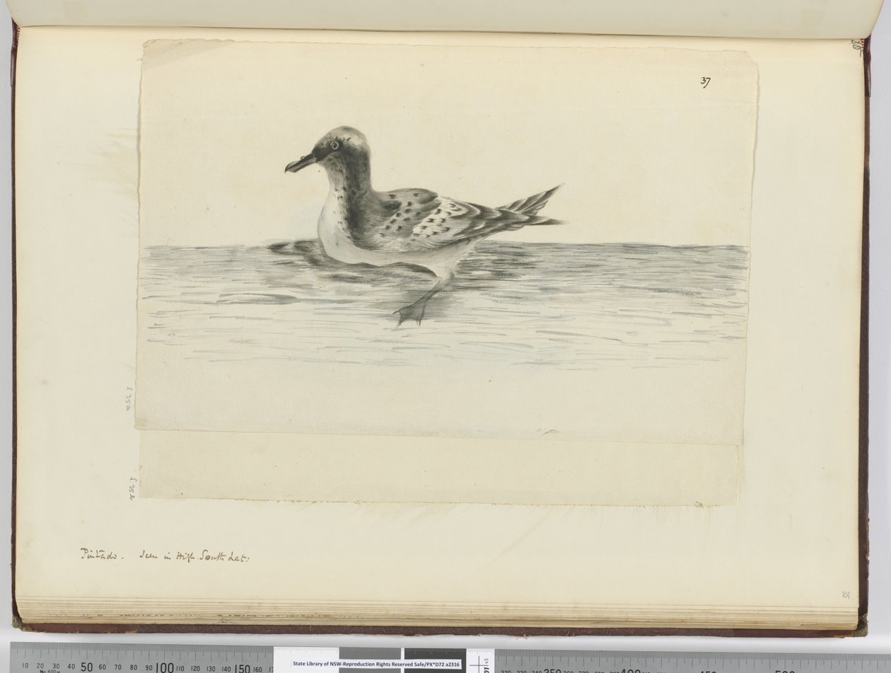 F.37a Pintado. Sett i høy sør lat., 1772-75 (wc) av Isaac Smith