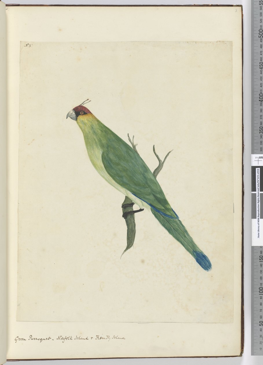 F.3 Grønn parkett. Norfolk Island & Friendly Islands, 1772–75 (wc) av Isaac Smith