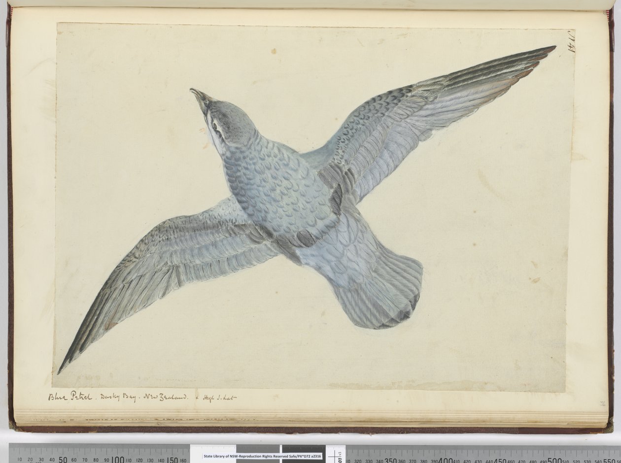 F.41 Blåpetrel. Dusky Bay New Zealand. I høy S. lat., 1772-75 (wc) av Isaac Smith