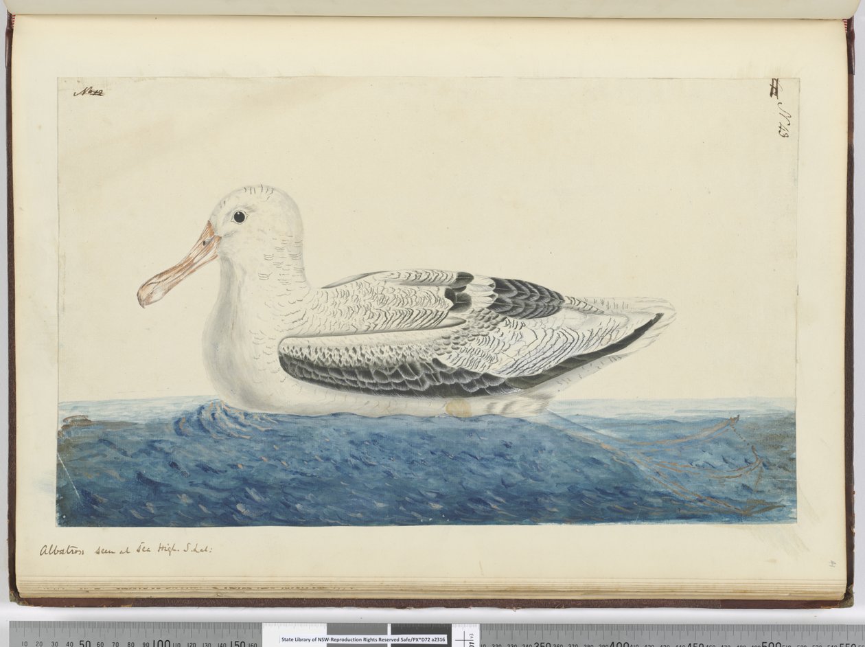 F.43 Albatross. Sett til sjøs høy S. lat., 1772-75 (wc) av Isaac Smith