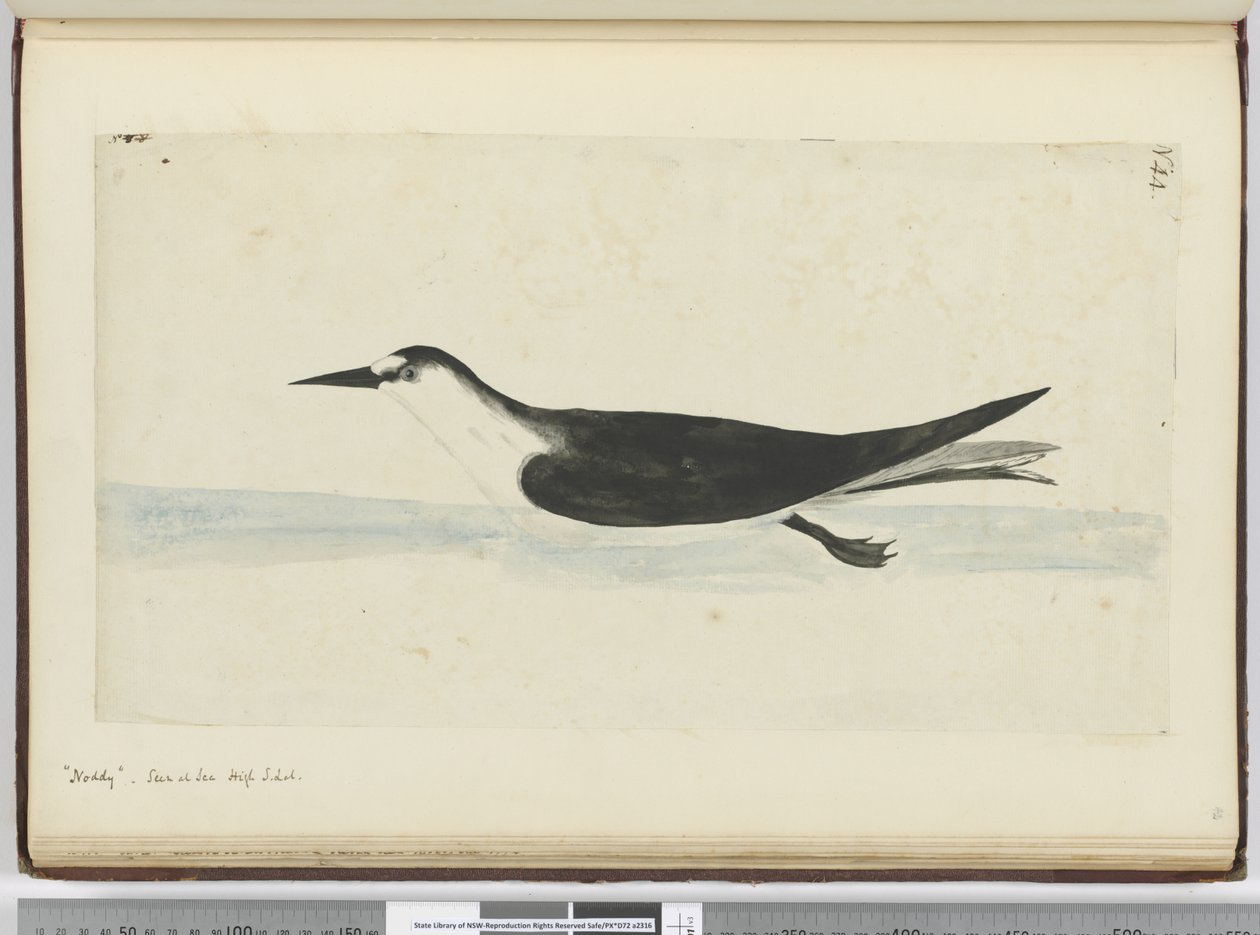 F.44 Noddy. Sett til sjøs høy S. lat., 1772-75 (wc) av Isaac Smith