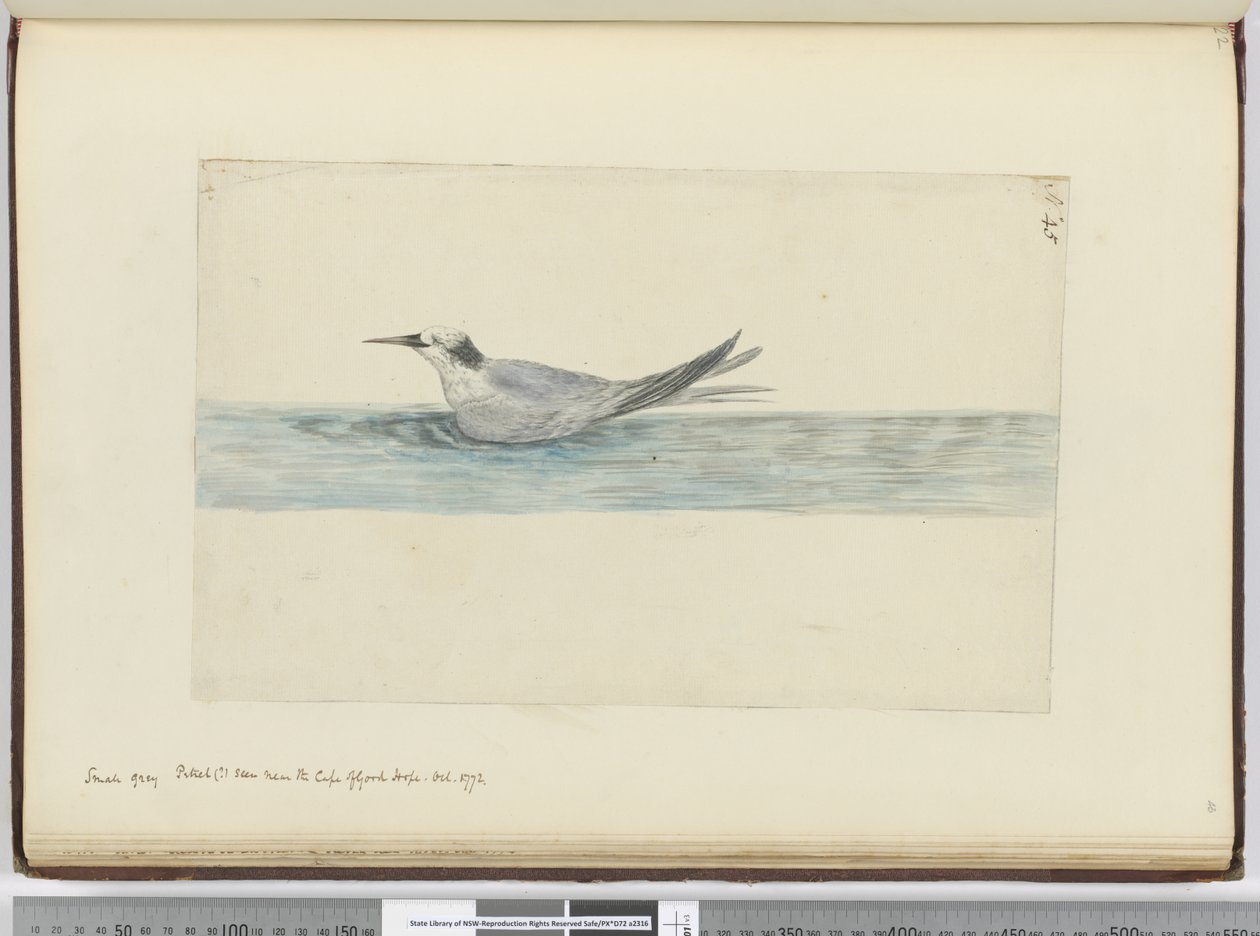 F.45 Liten grå petrel(?) sett nær Kapp det gode håp. oktober 1772, 1772–75 (wc) av Isaac Smith