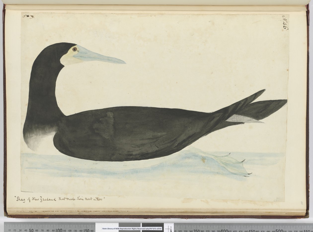 F.46 Shag of New Zealand som bygger rede i trær, 1772-75 (wc) av Isaac Smith