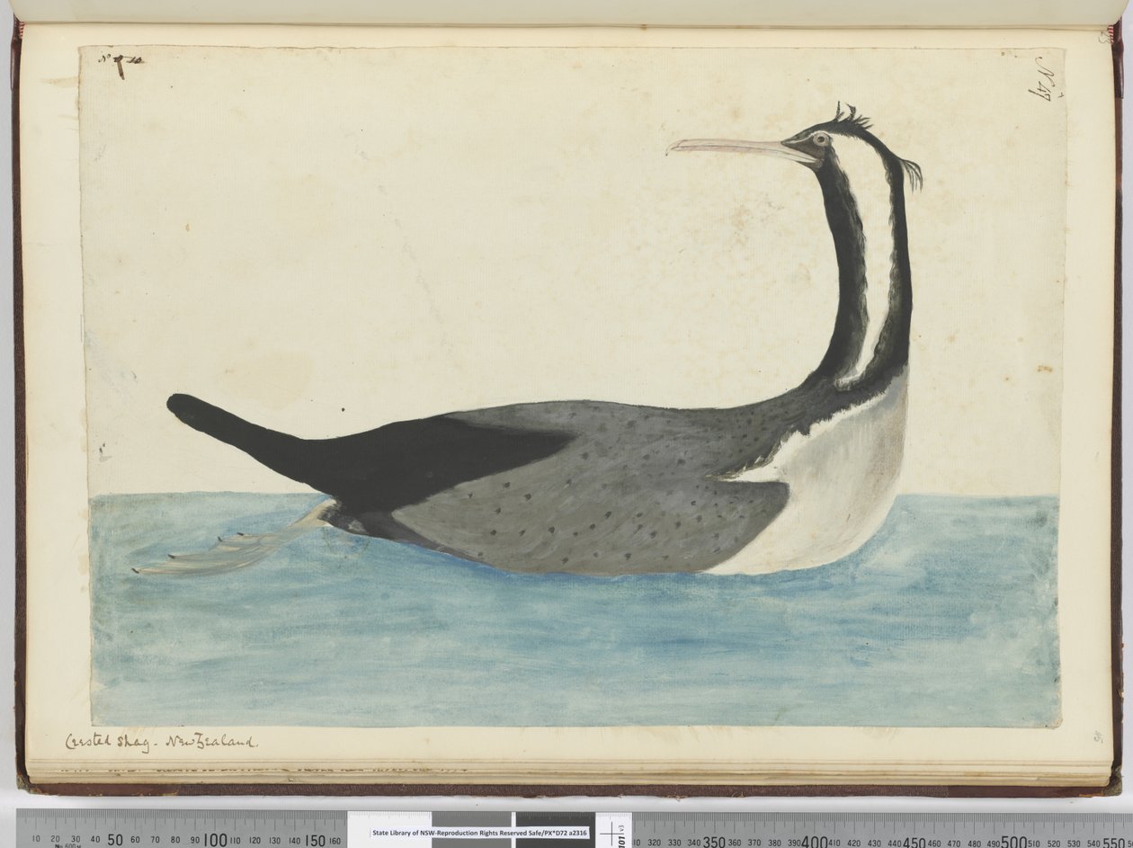 F.47 Crested shag. New Zealand, 1772–75 (wc) av Isaac Smith