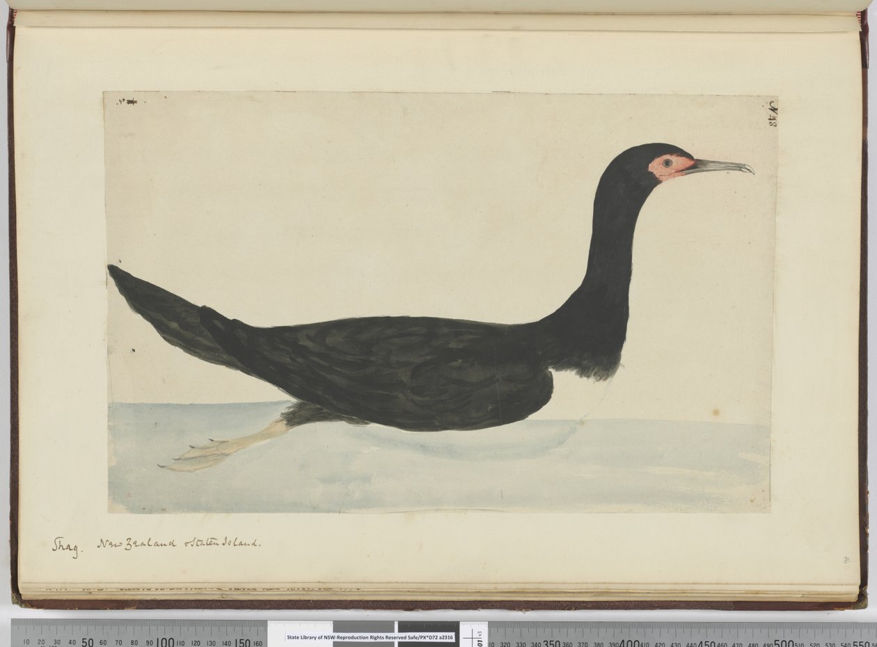 F.48 Shag. New Zealand og Staten Island, 1772–75 (wc) av Isaac Smith