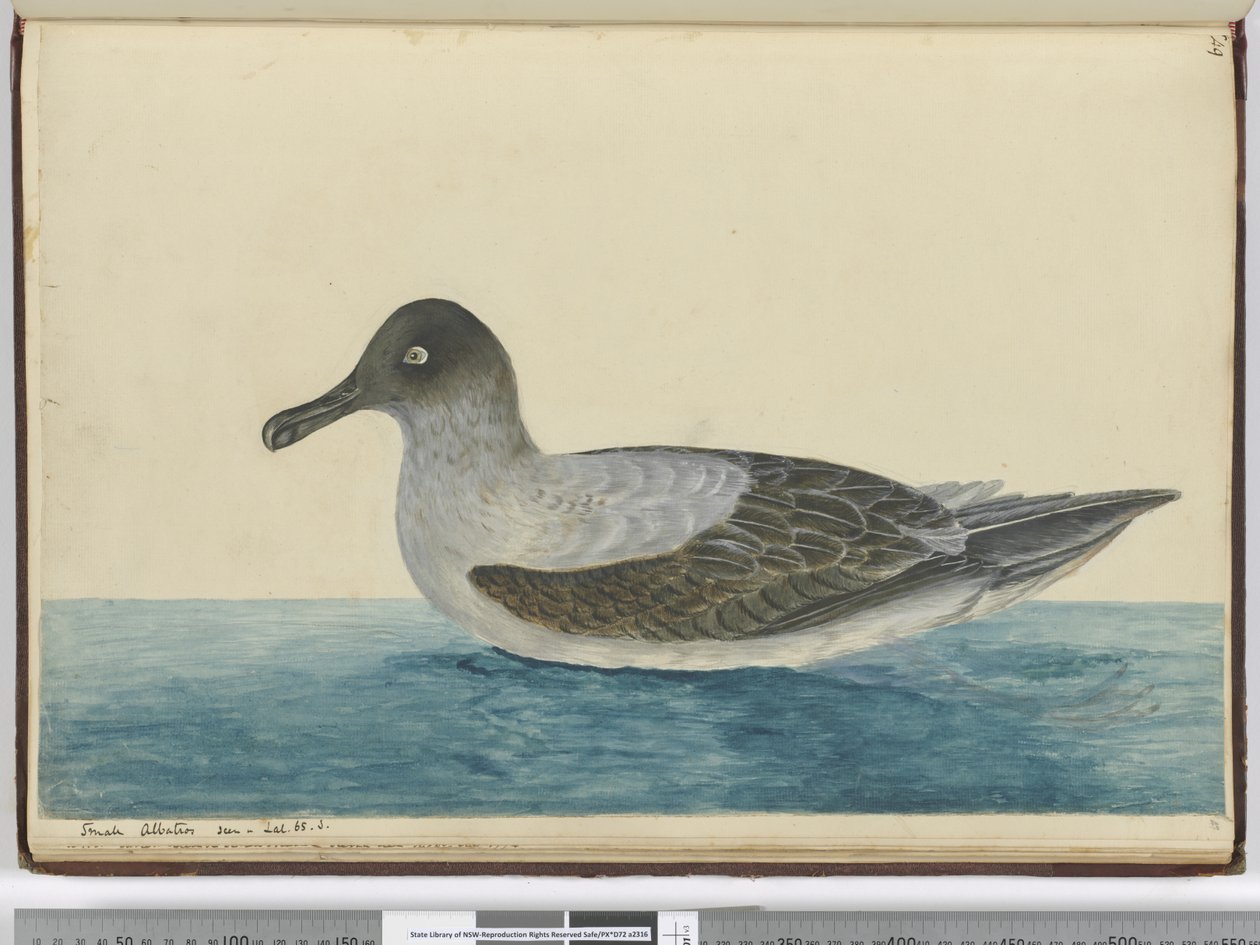 F.49 Liten albatross sett i lat. 65 S., 1772-75 (wc) av Isaac Smith