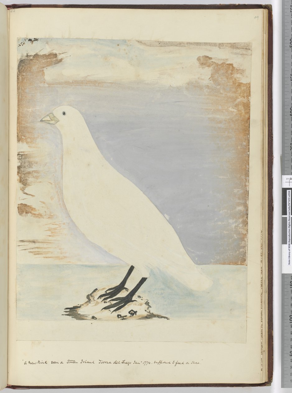 F.51 En ny fugl sett på Staten Island Tierra del Fuego januar 1774. Antatt å spise på land, 1772-75 (wc) av Isaac Smith