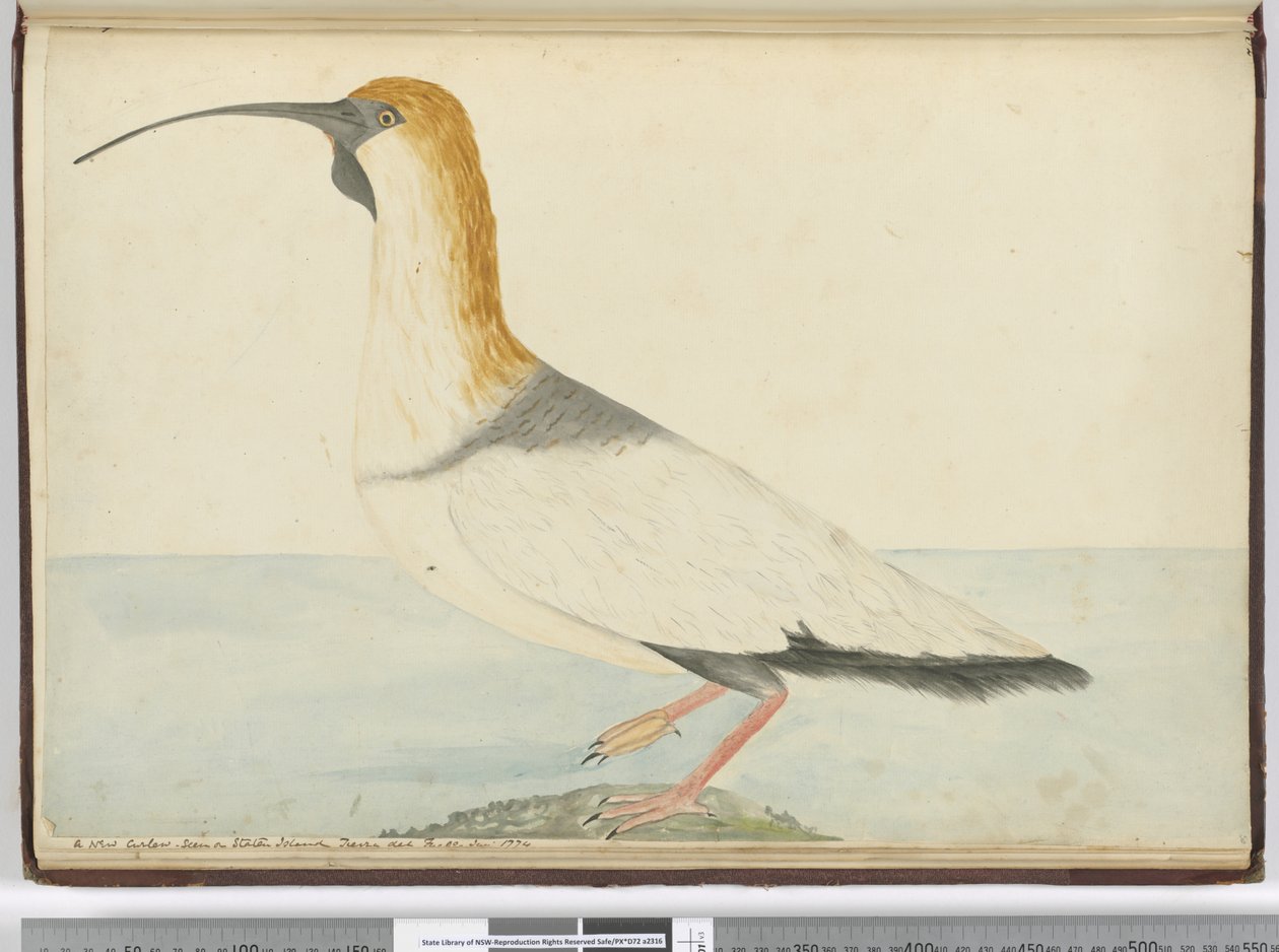 F.52 En ny krølle. Sett på Staten Island Tierra del Fuego januar 1774, 1772-75 (wc) av Isaac Smith