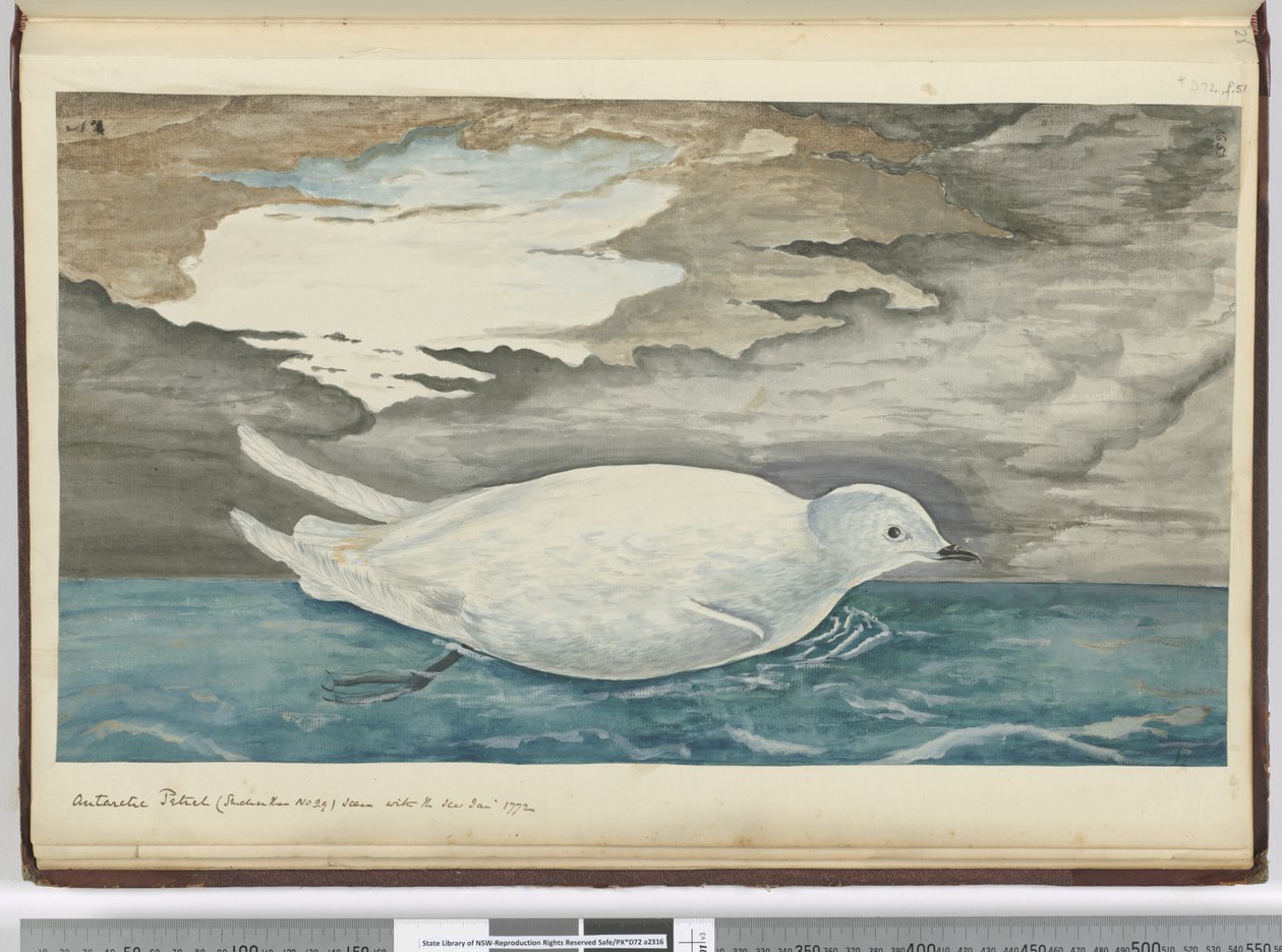 F.53 Antarktis petrel (mindre enn nr. 29) sett med isen jan. 1772, 1772-75 (wc) av Isaac Smith