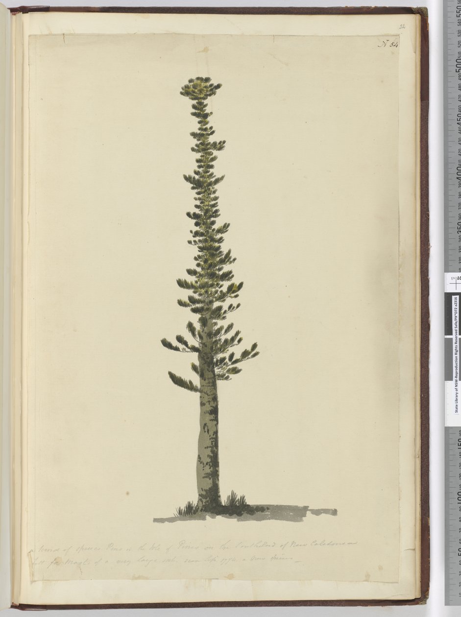 F.54 Slags granfuru på Isle of Pines på sørenden av Ny-Caledonia og høy for master av veldig stor sort. Sett september 1774..., 1772-75 (wc) av Isaac Smith