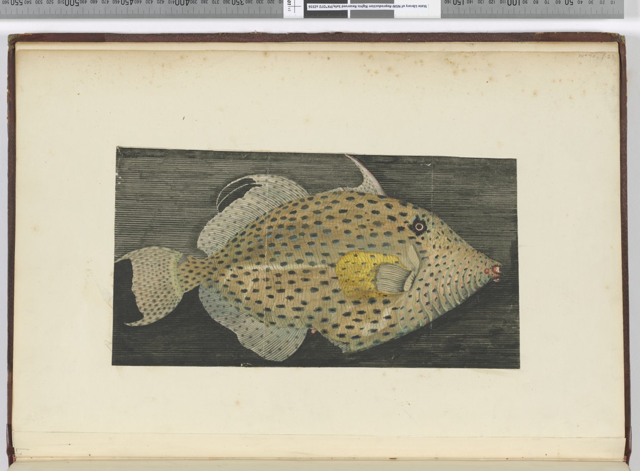 F.55 En fisk kalt Old Wife of S. Jago, 1772-75 (wc) av Isaac Smith
