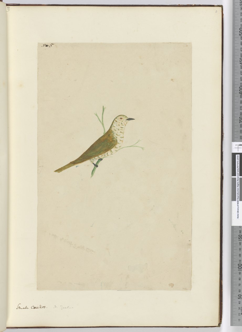 F.5 Liten gjøk. New Zealand, 1772–75 (wc) av Isaac Smith