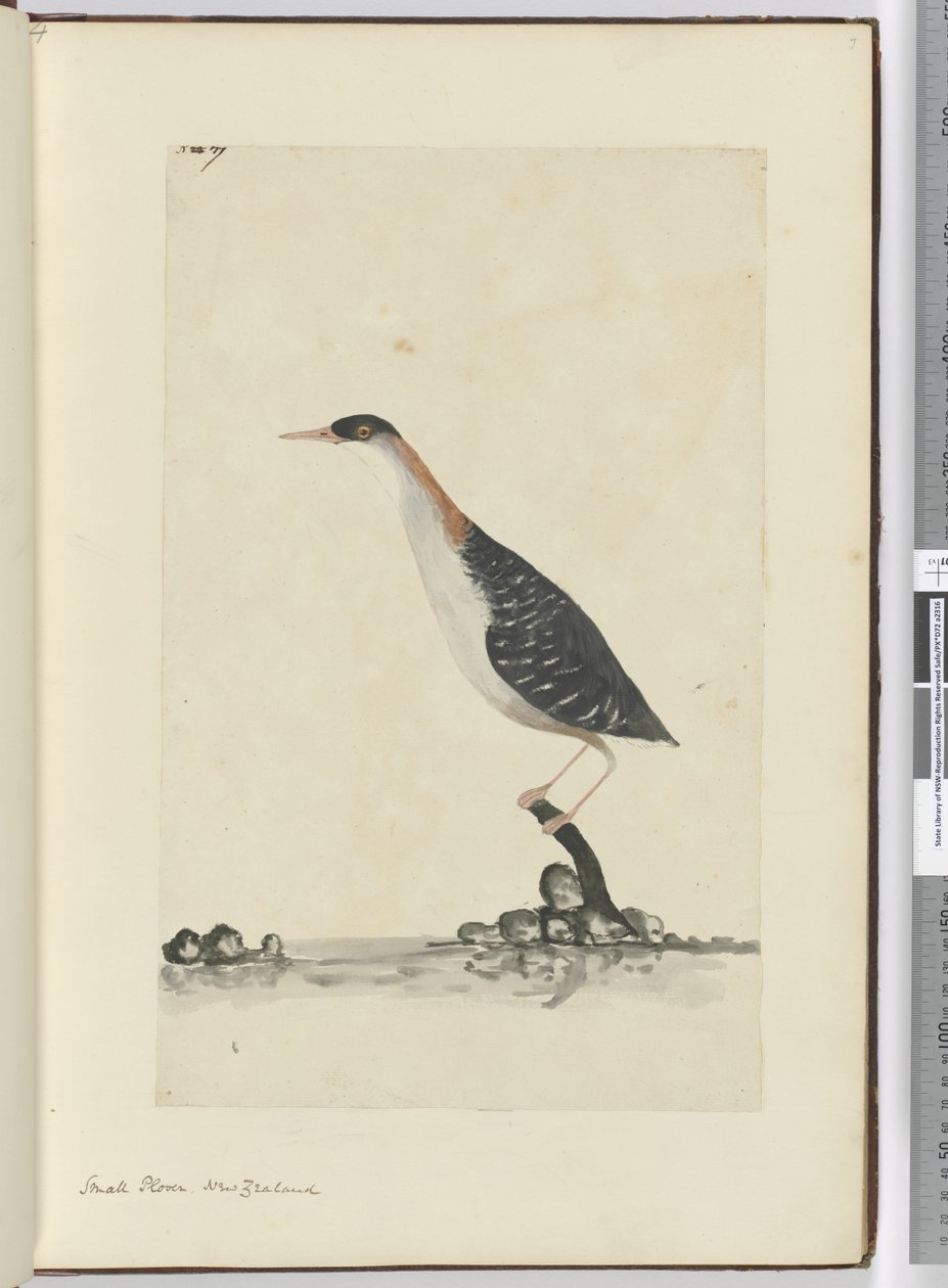 F.7 Småhår. New Zealand, 1772–75 (wc) av Isaac Smith