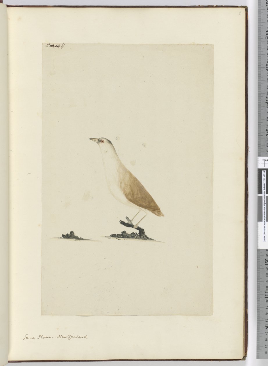 F.8 Småhår. New Zealand, 1772–75 (wc) av Isaac Smith